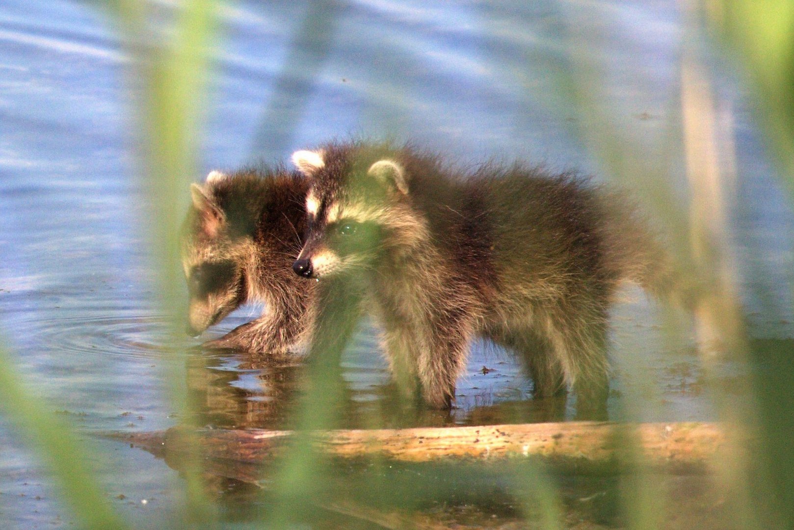 Waschbär mit Jungen auf Entdeckungstour