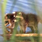 Waschbär mit Jungen auf Entdeckungstour