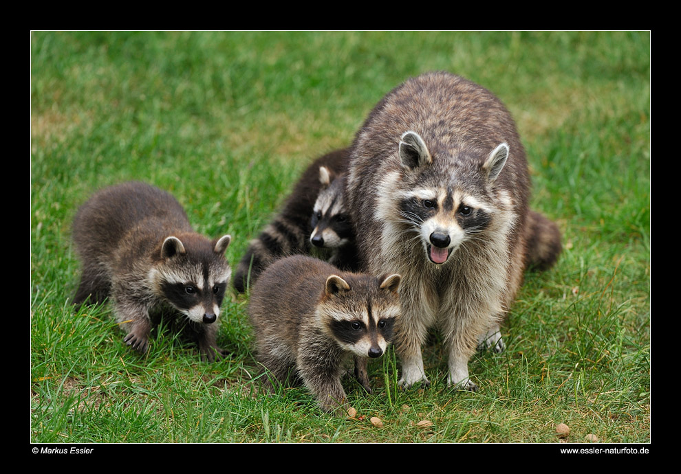 Waschbär mit Jungen • Kirchhundem, Deutschland (16-31424)