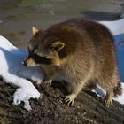 Waschbär mit Schneenase