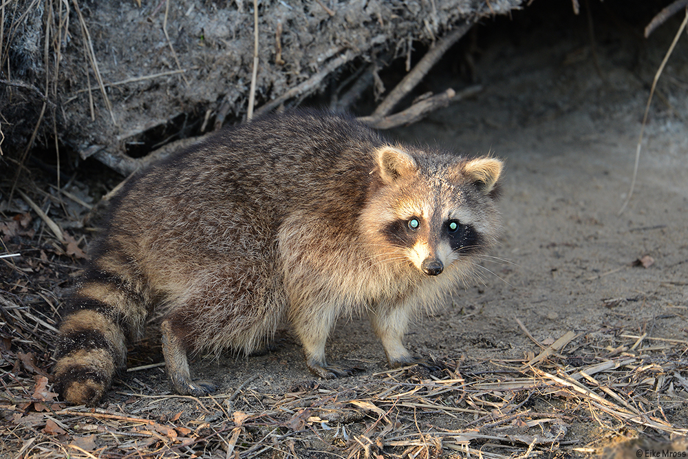 Waschbär mit Staupe?!