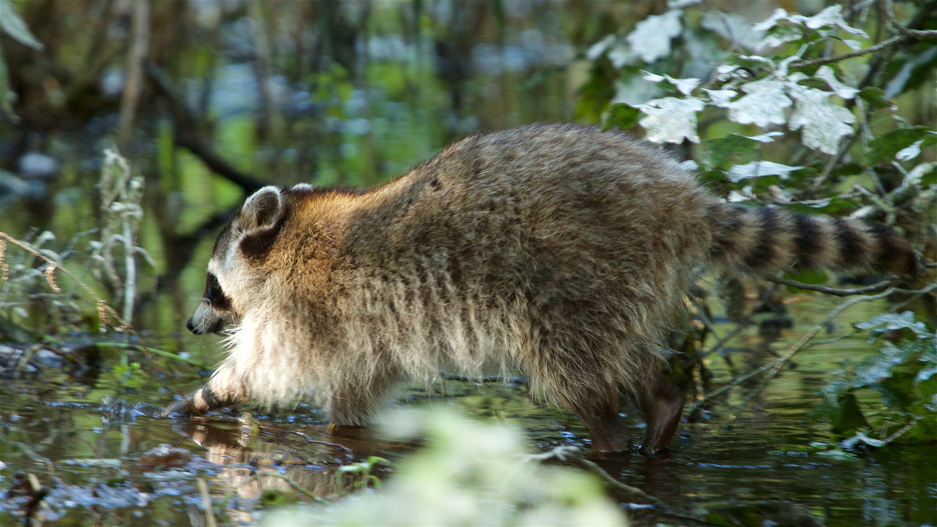 Waschbär Müritz-Nationalpark klein