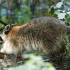 Waschbär Müritz-Nationalpark klein