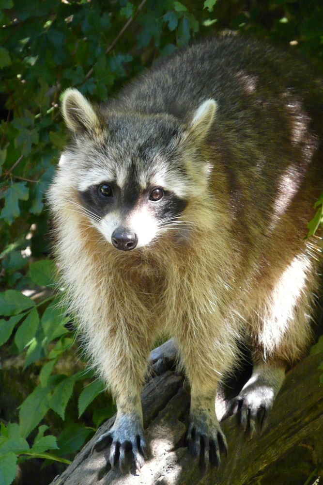 Waschbär - Neugieriger Blick aus dem Schatten