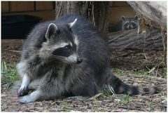 Waschbär (Neuwieder Zoo)