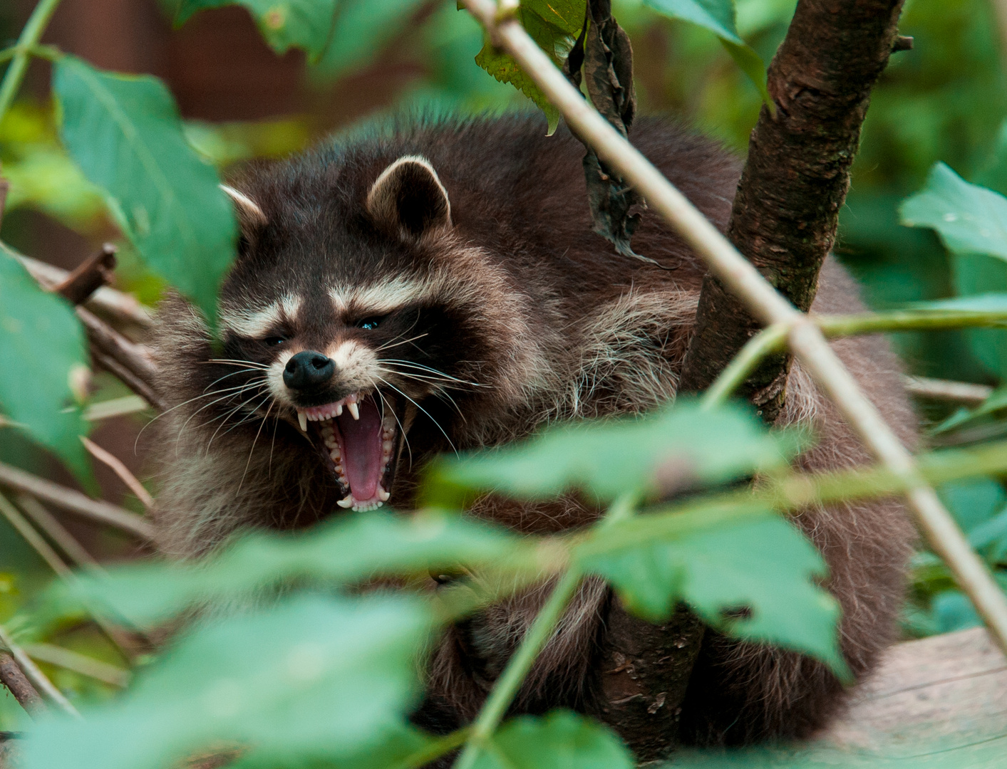 Waschbär nicht mehr so niedlich