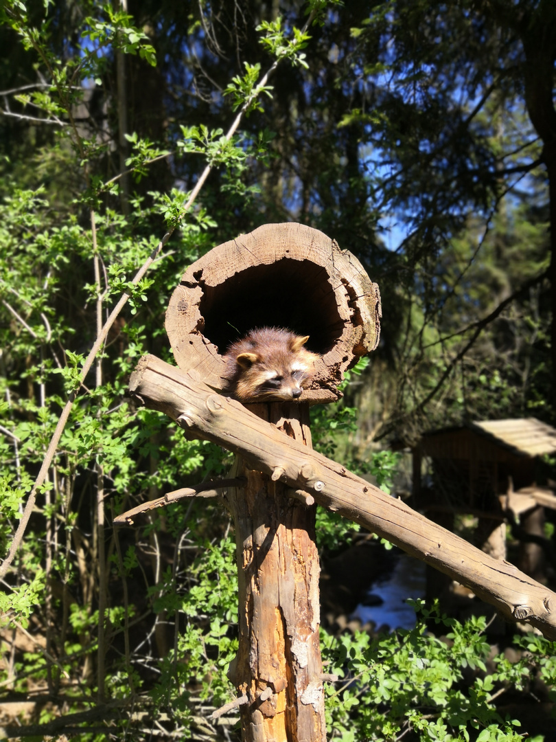 Waschbär oder nicht?... 