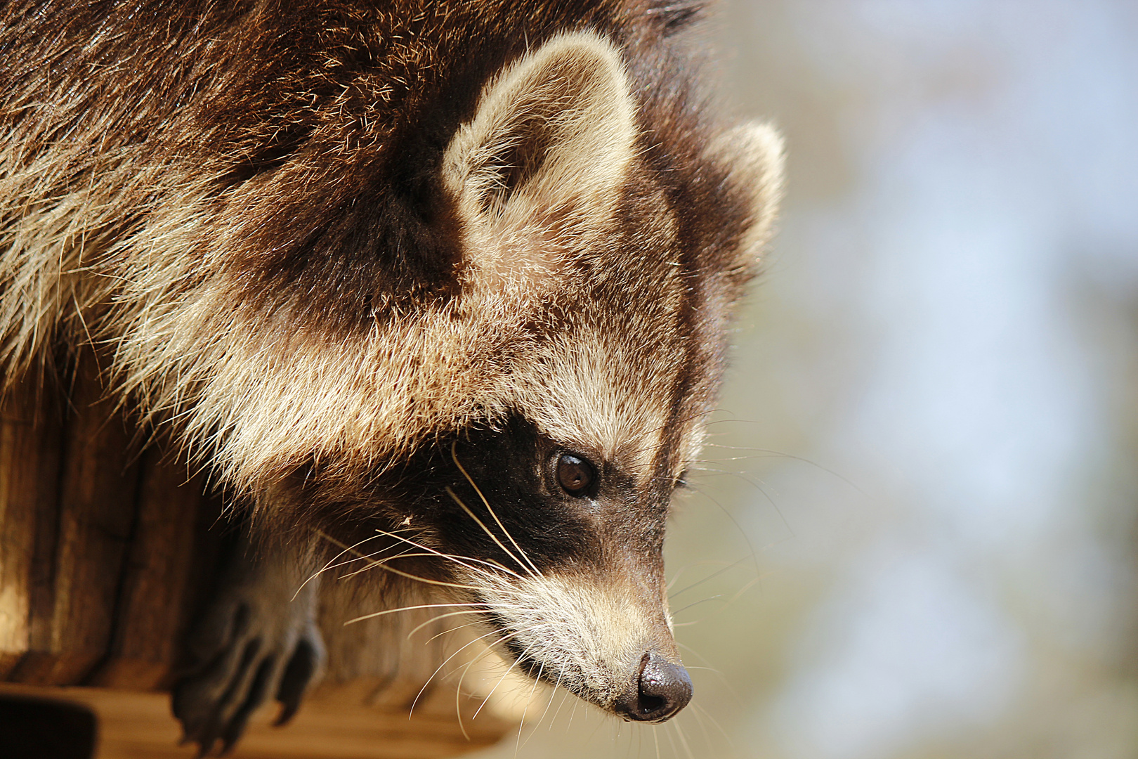 Waschbär - oh sie holt eine Nuss aus der Tüte für mich ;)