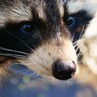 Waschbär-Portrait