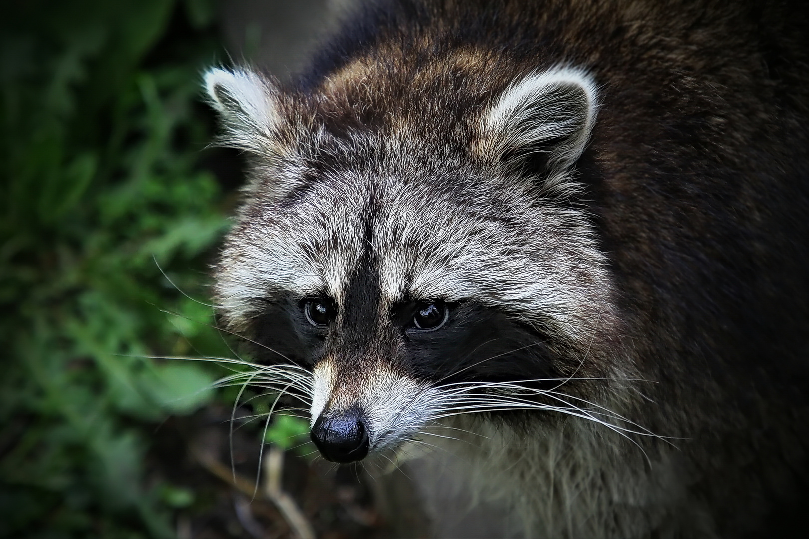 Waschbär Portrait