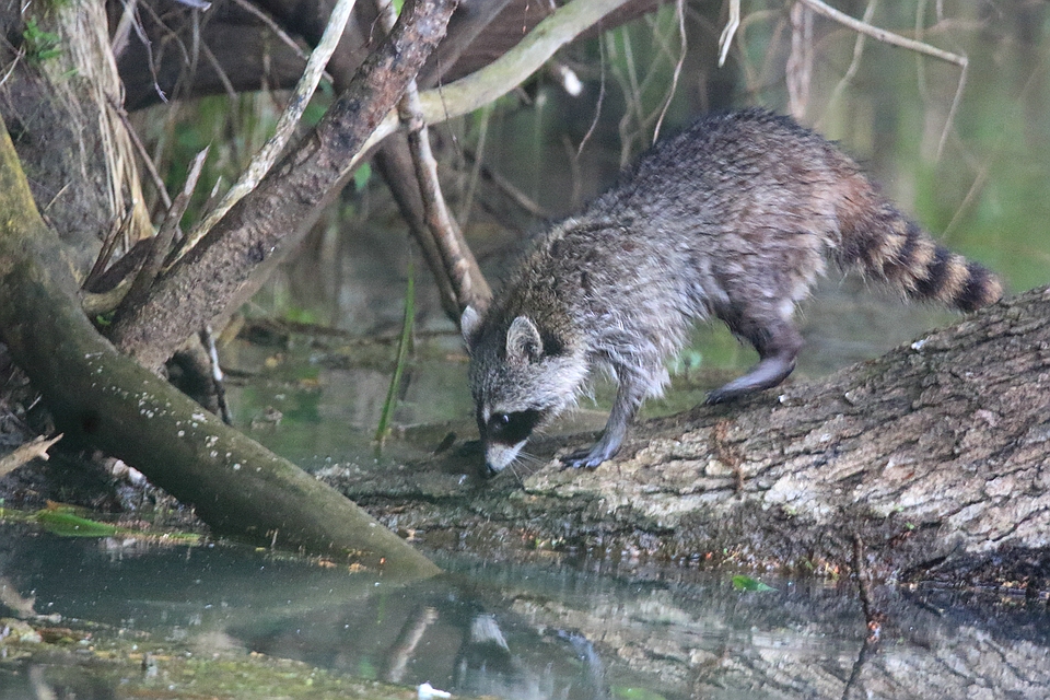 Waschbär - Procyon lotor