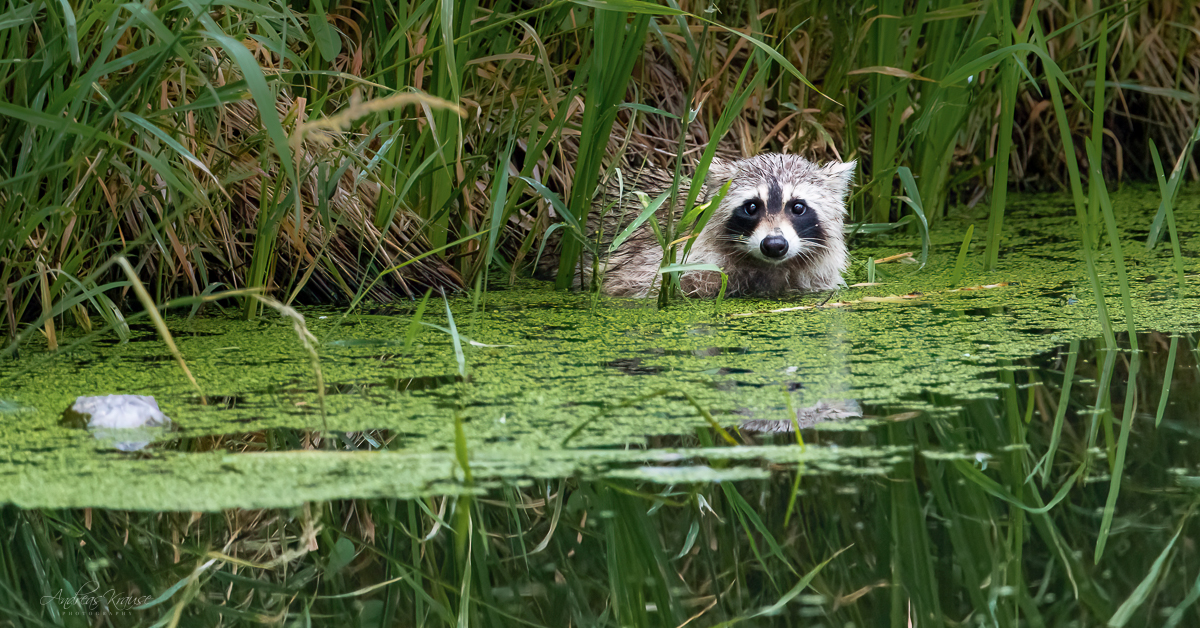 Waschbär (Procyon lotor)