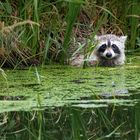 Waschbär (Procyon lotor)