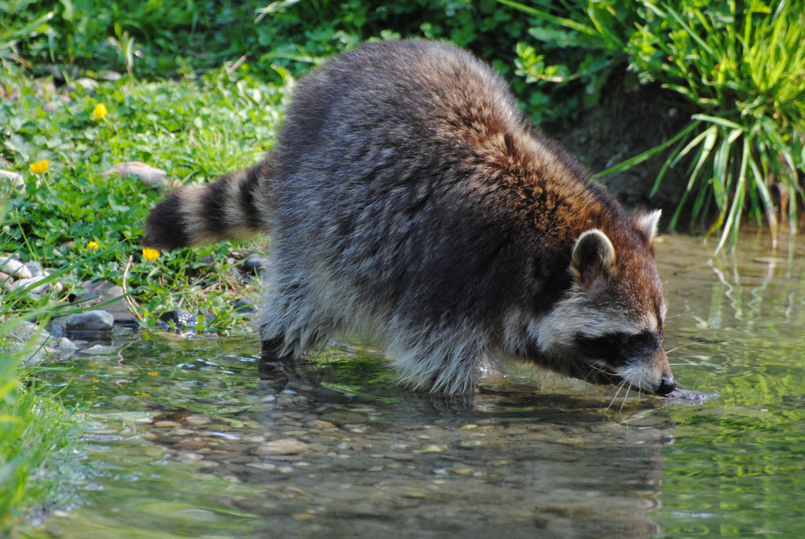 Waschbär (Procyon lotor)