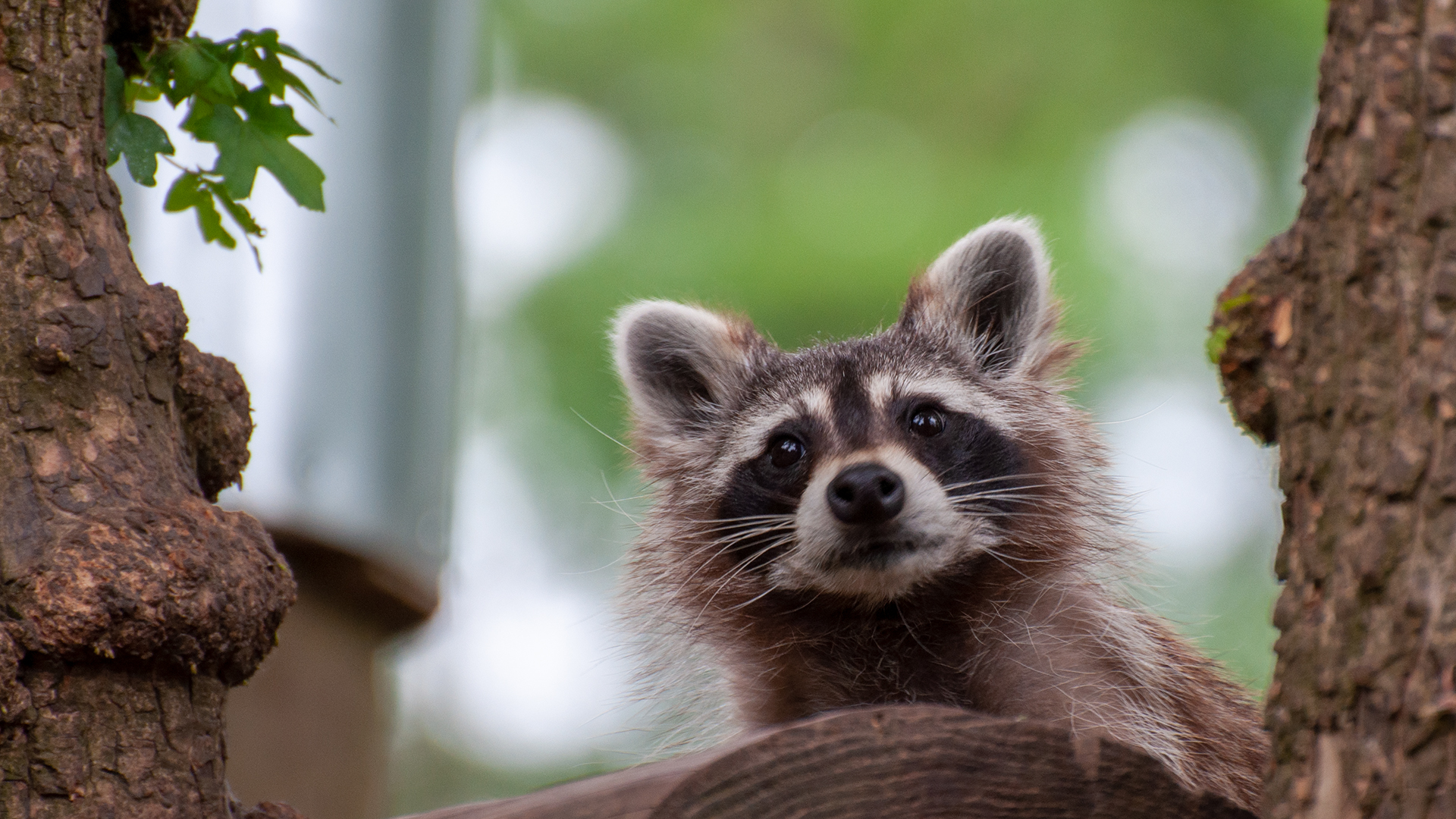 Waschbär (Procyon lotor) 