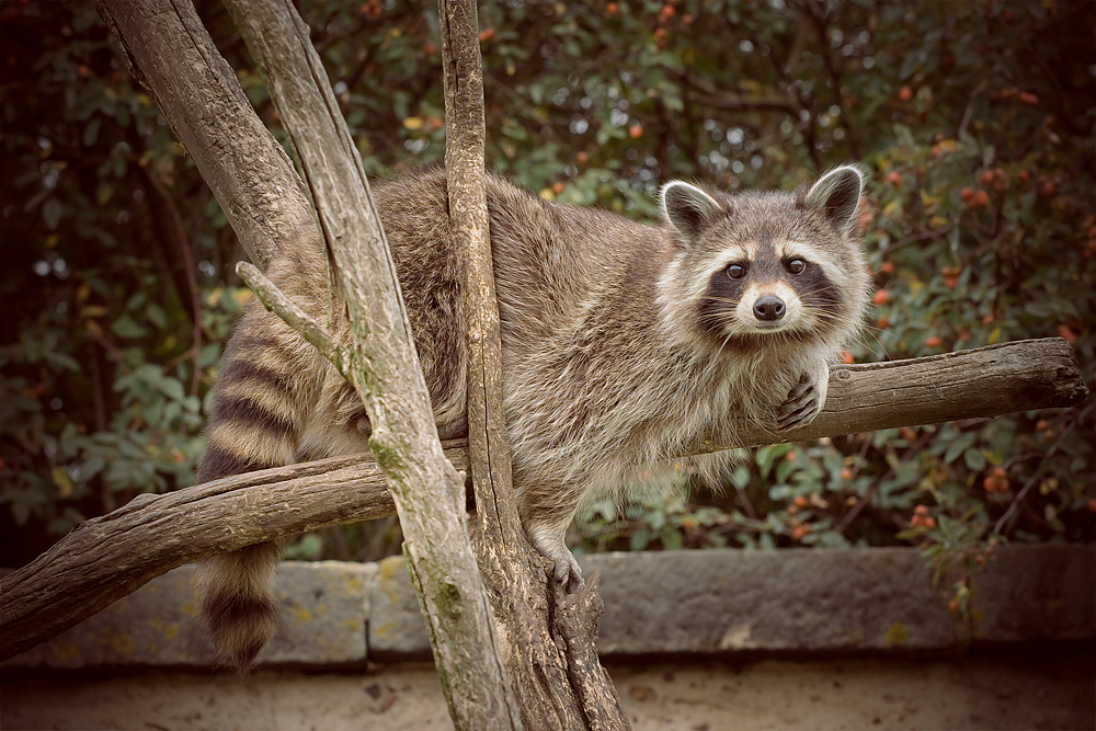 Waschbär (Procyon lotor)