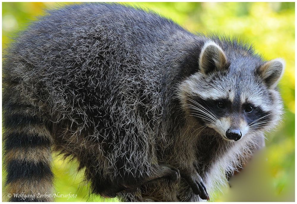 - Waschbär --- ( Procyon lotor )