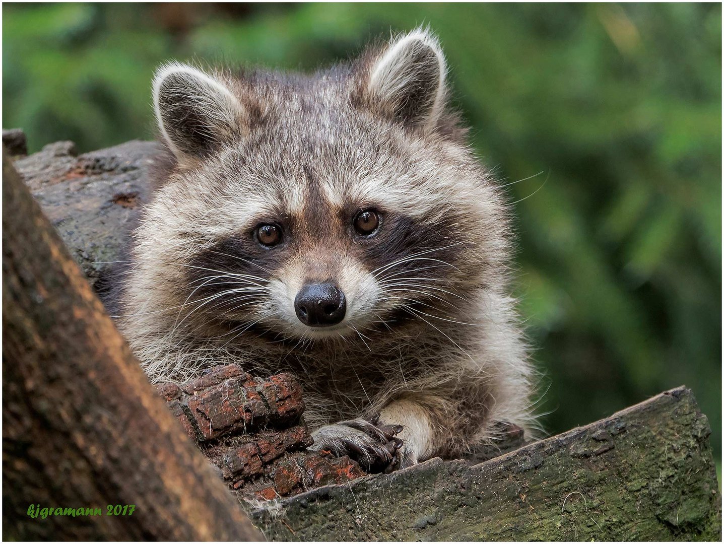 waschbär (procyon lotor) ......