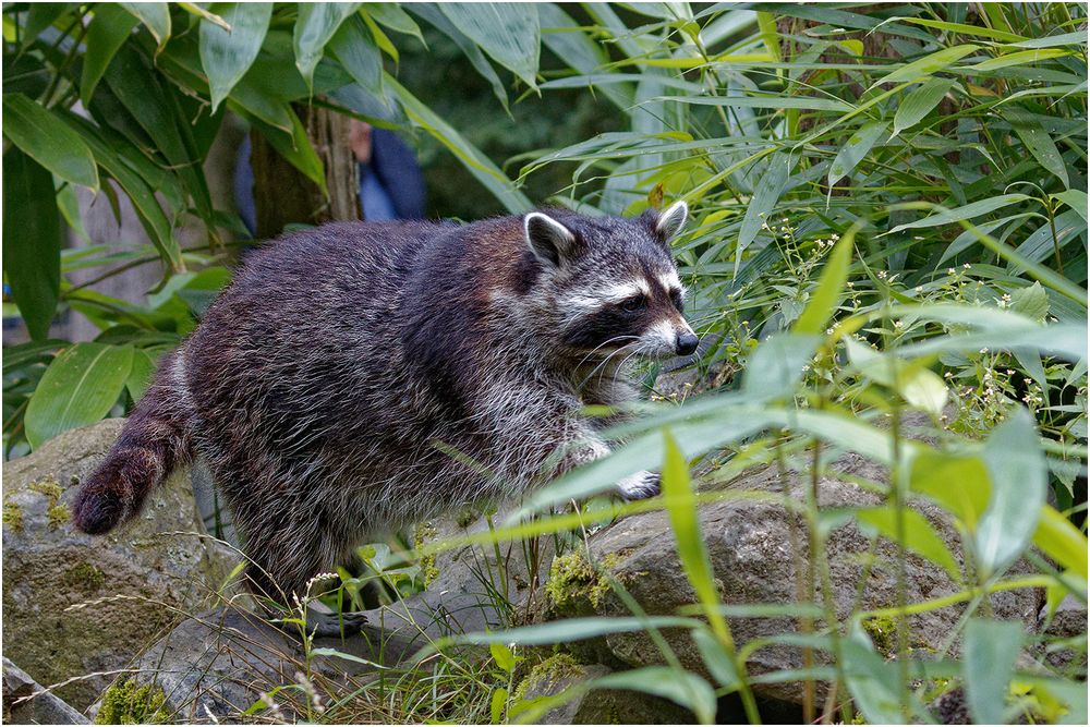 Waschbär (Procyon lotor)