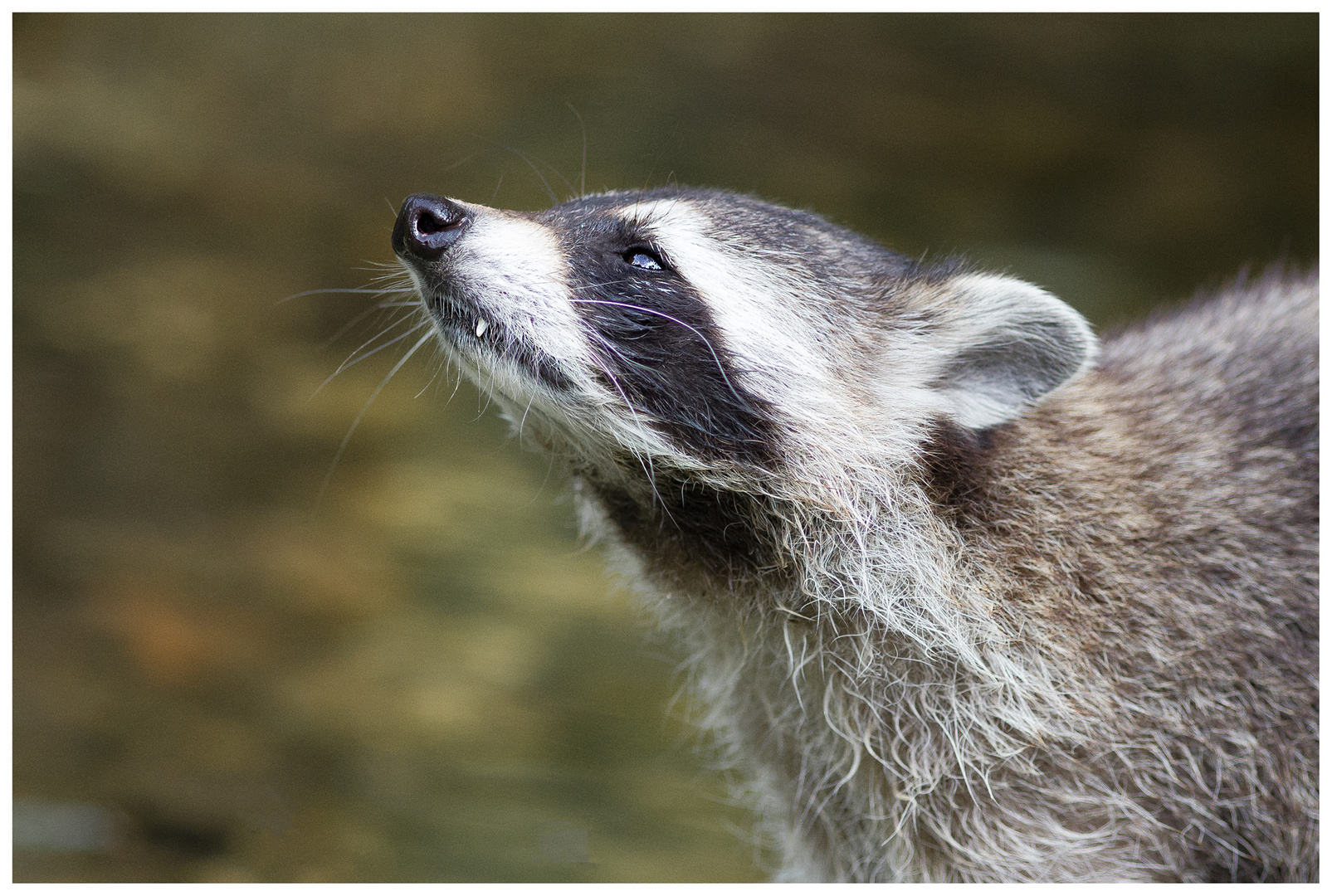 Waschbär (Procyon lotor)