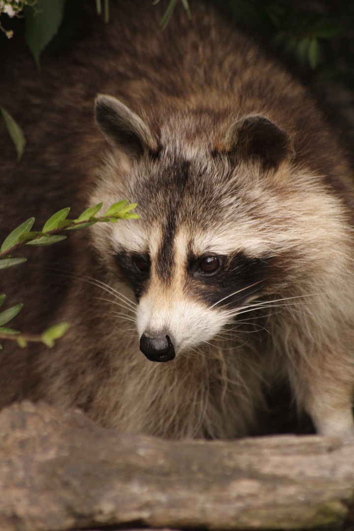 Waschbär Racoon