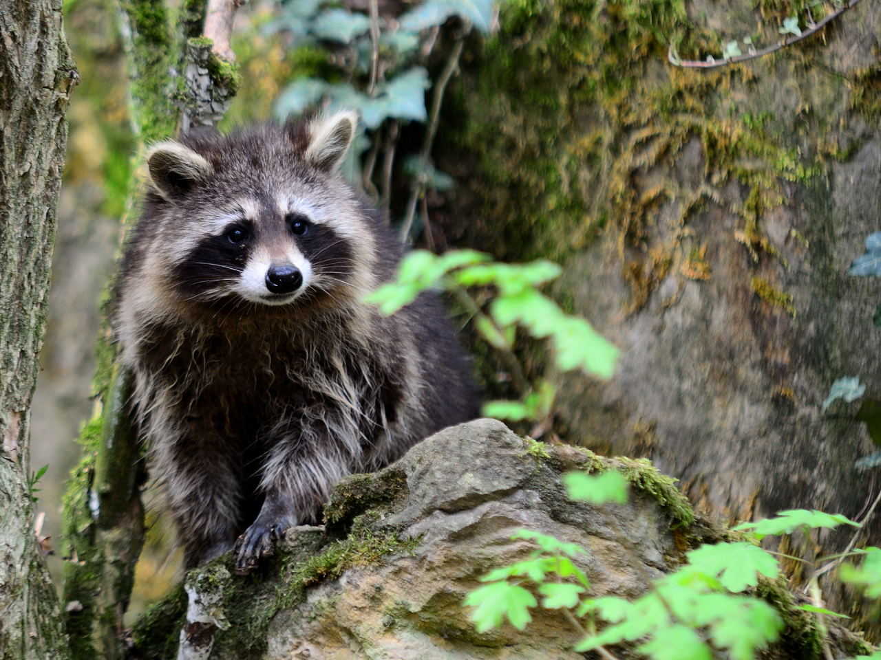 Waschbär,  racoon,  mapache