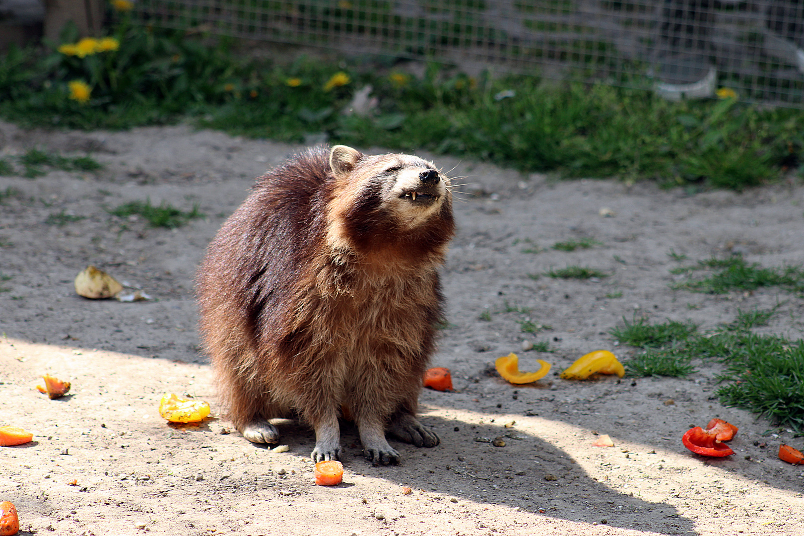 Waschbär Raffzahn