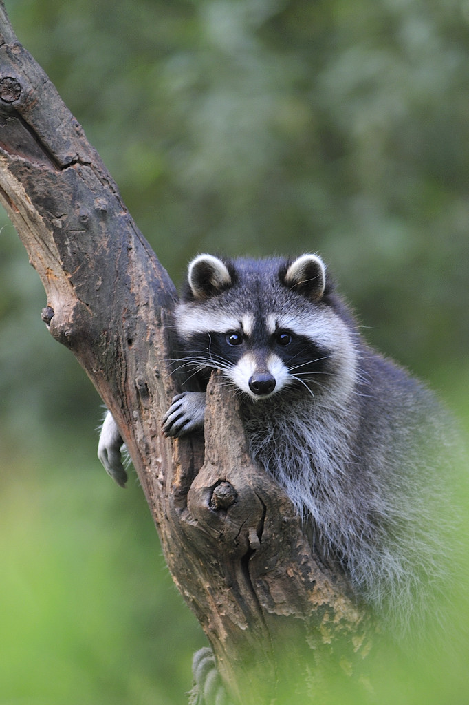 Waschbär (Rocky Racoon)