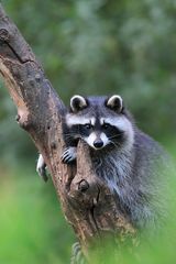 Waschbär (Rocky Racoon)