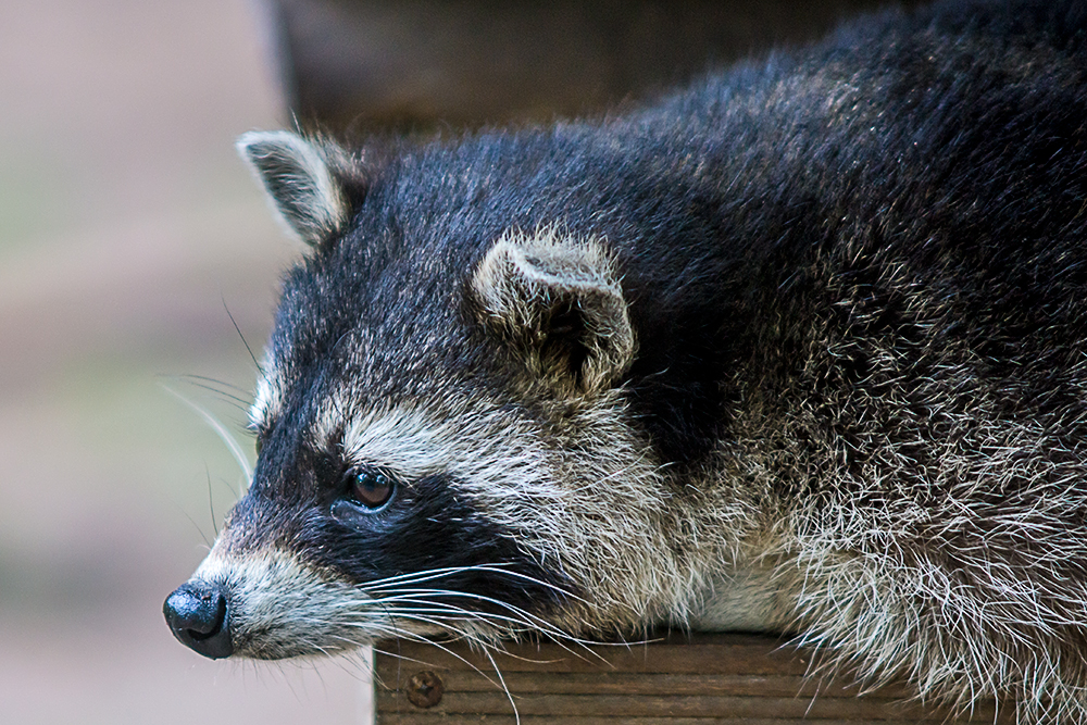 Waschbär ruht sich aus...