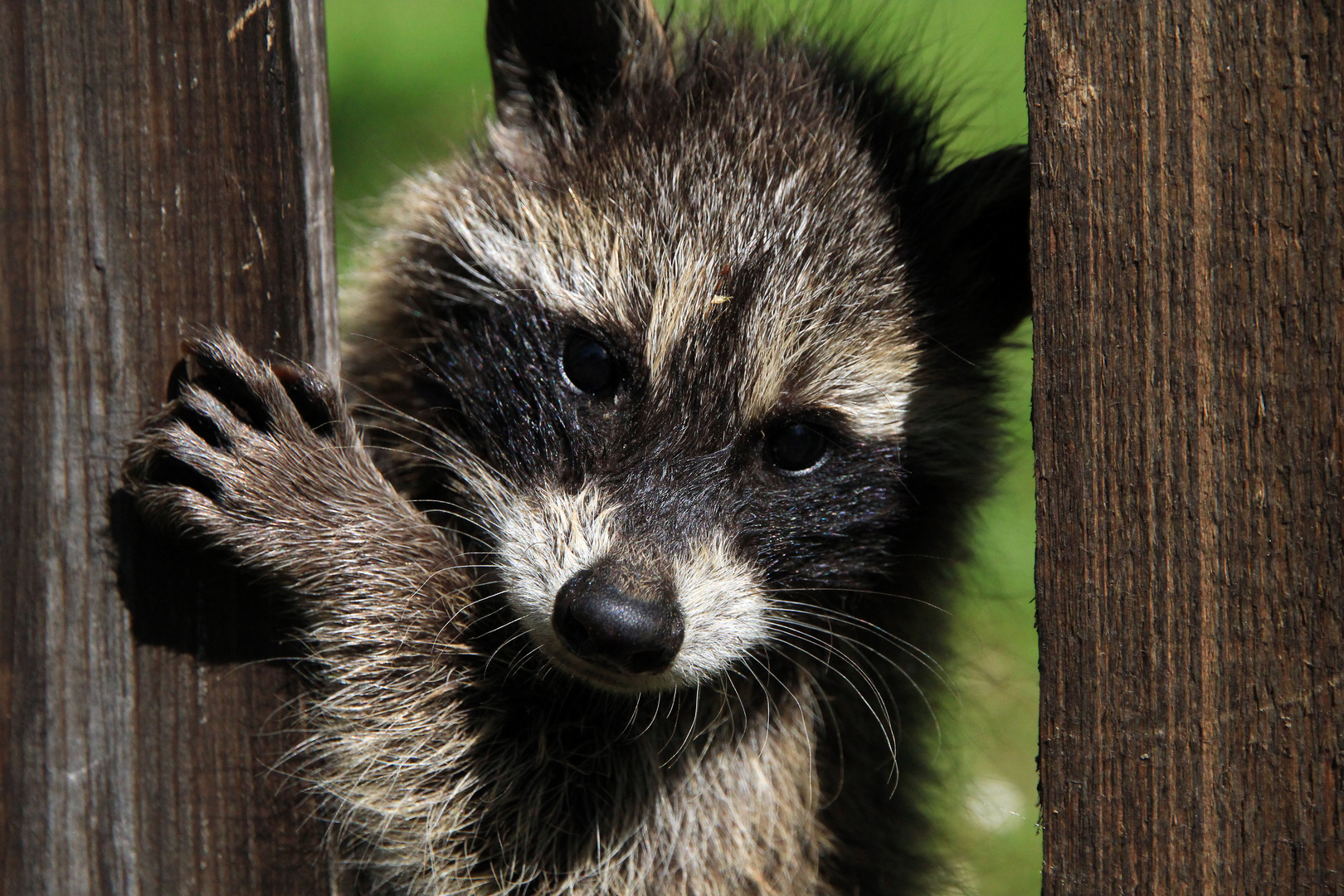 Waschbär, Sachsen-Anhalt