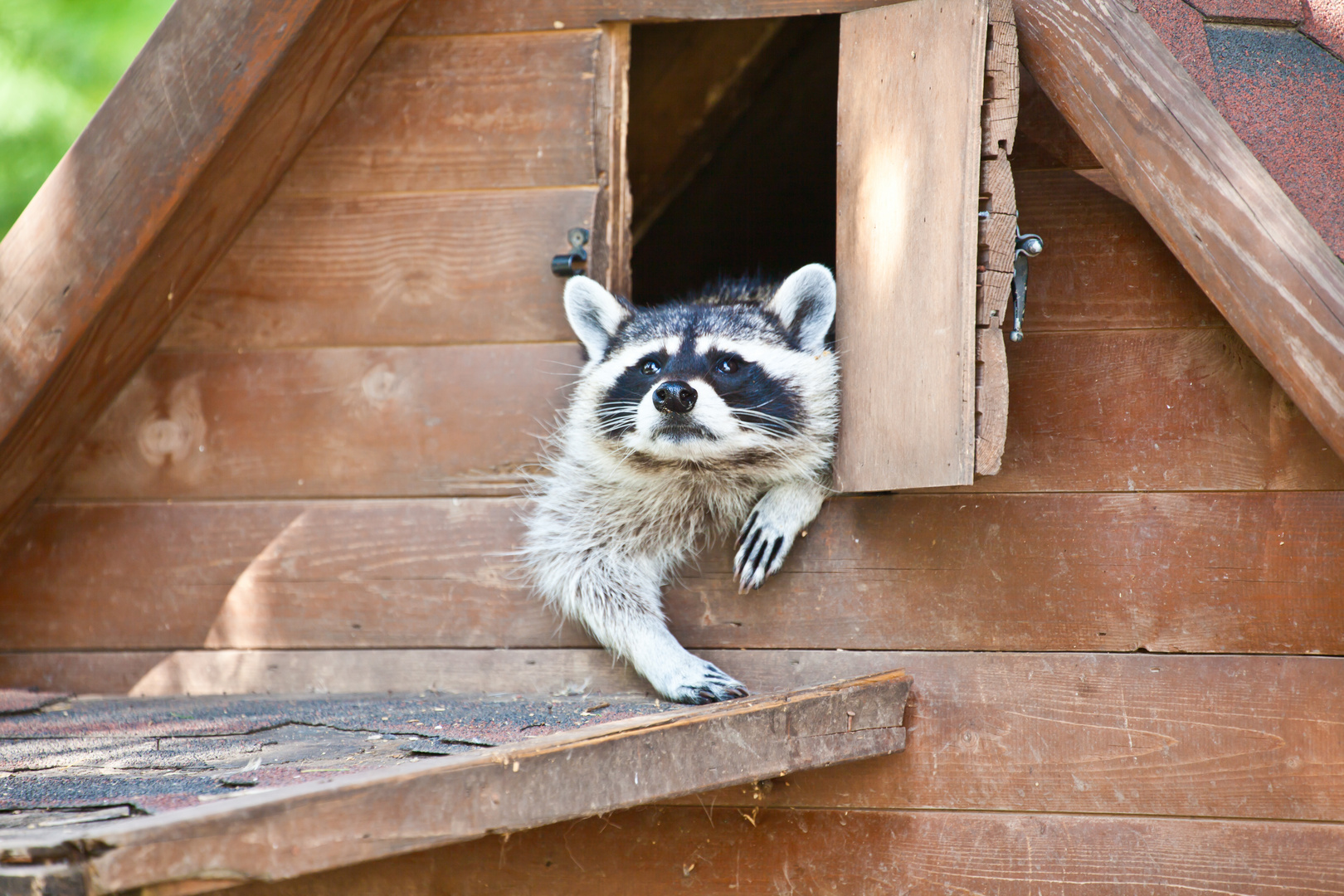 Waschbär schaut nach