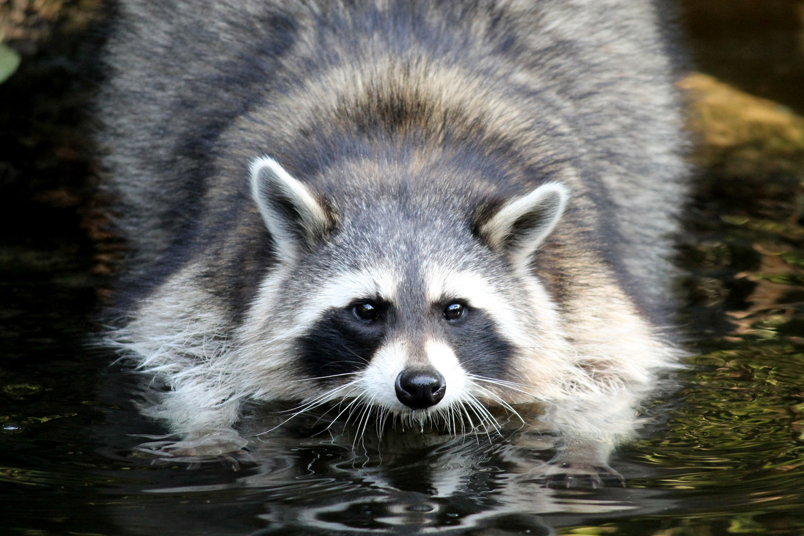 Waschbär Serie Teil 4