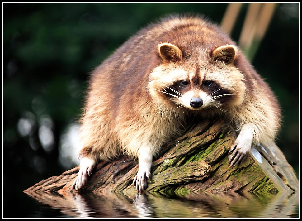 Waschbär-Shooting die Zweite