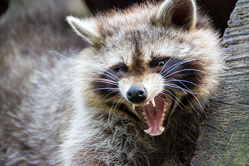 Waschbär sieht böser aus als er ist ;-)