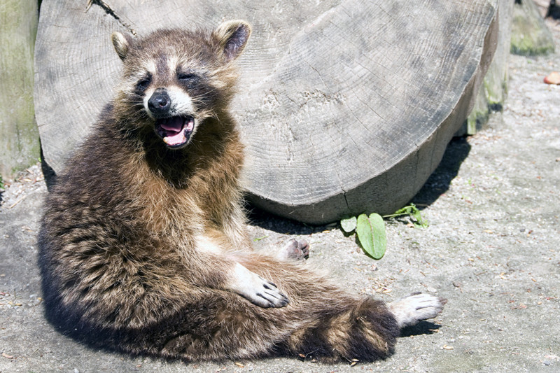 Waschbär-sitzend