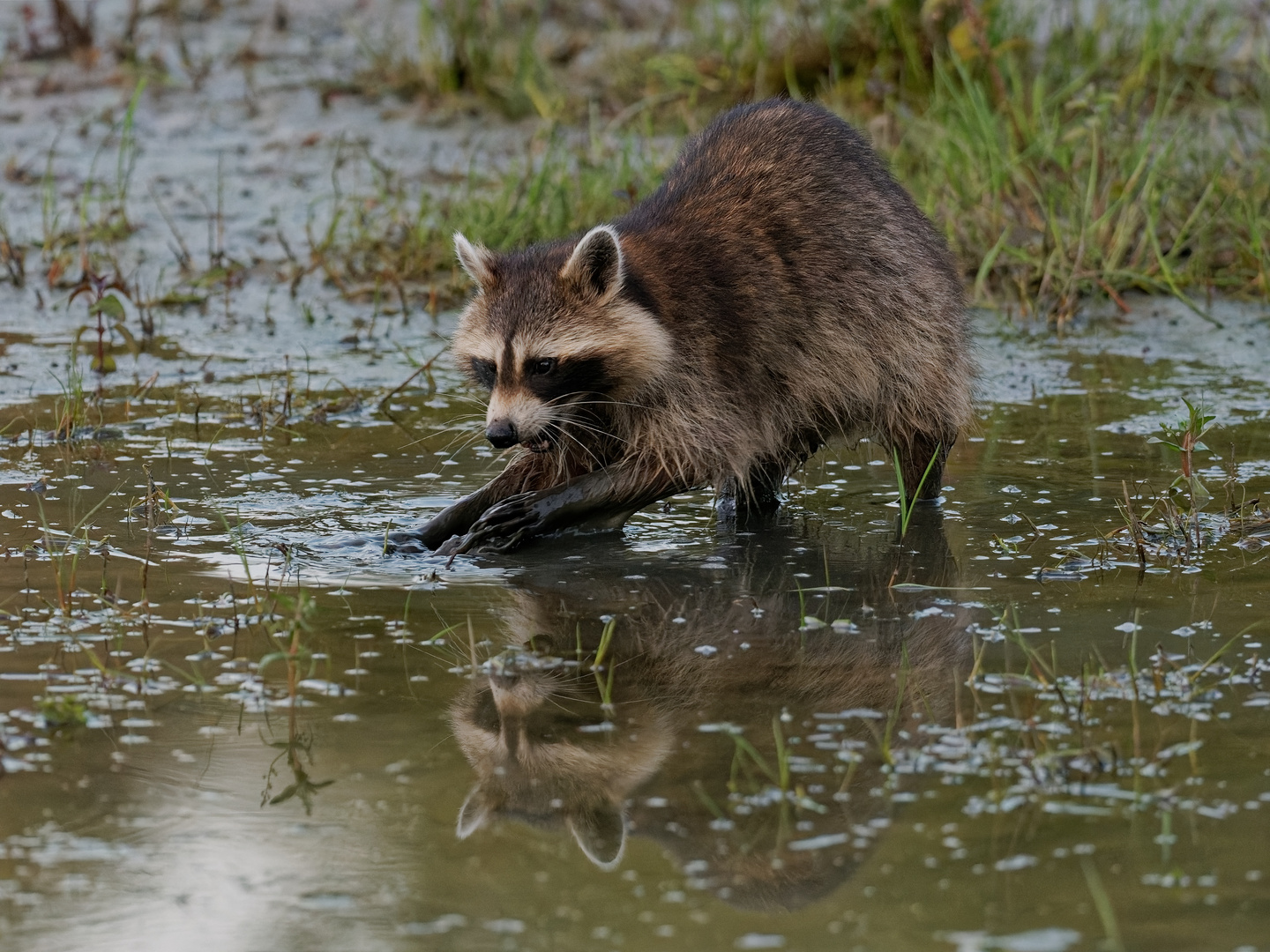 Waschbär-Spiegelung