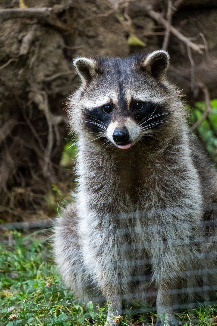 Waschbär streckt die Zunge raus