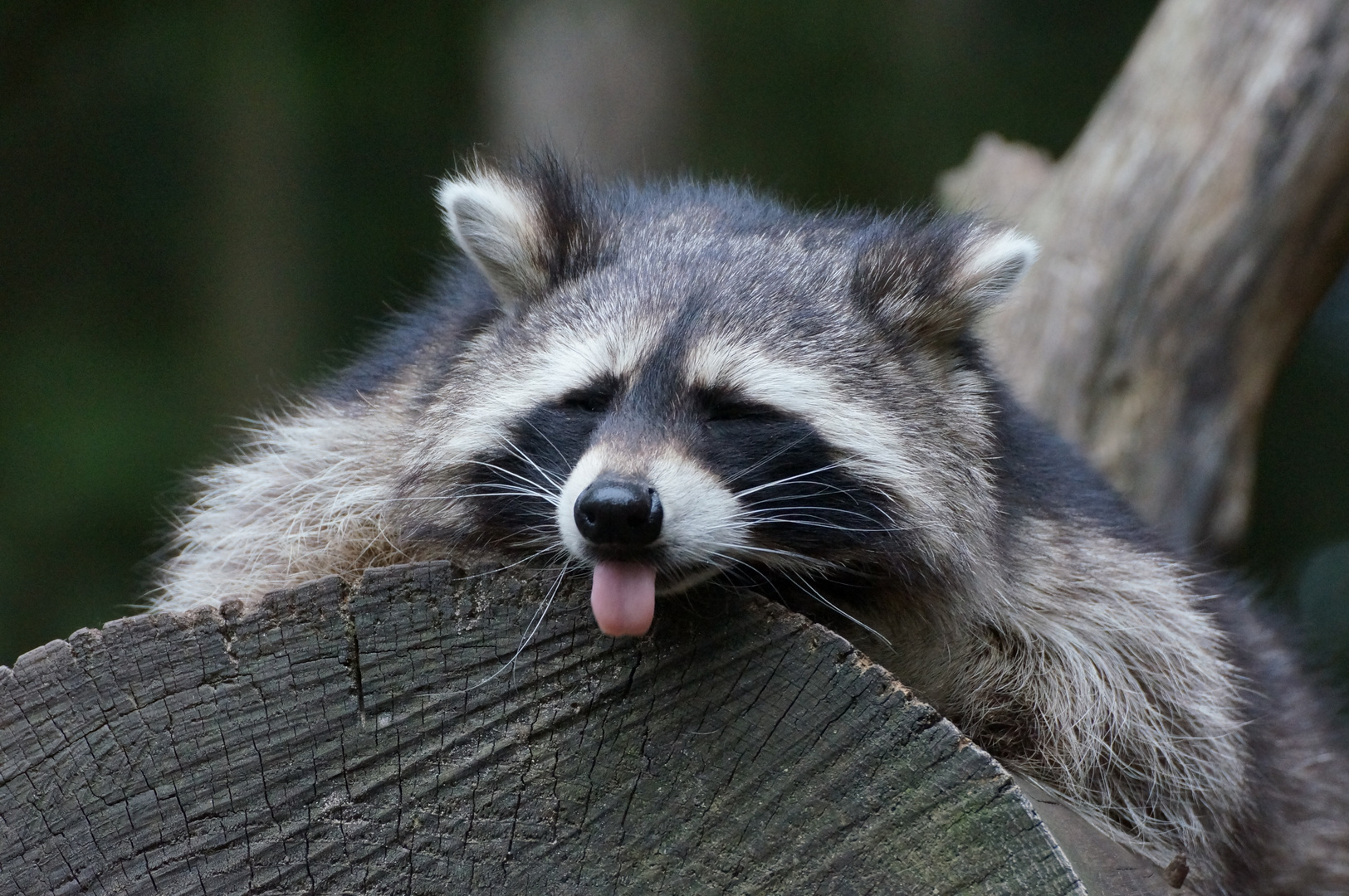 Waschbär streckt mir seine Zunge engegen.