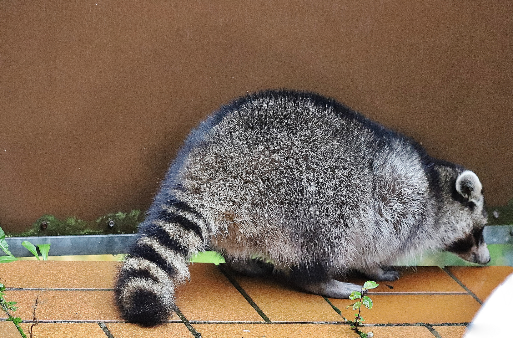 Waschbär- Trilogie/ 2