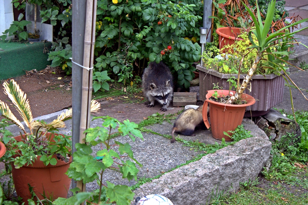 Waschbär un Iltis(Frettchen)