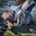 Waschbär und Pfleger in Symbiose