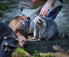 Waschbär und Pfleger in Symbiose