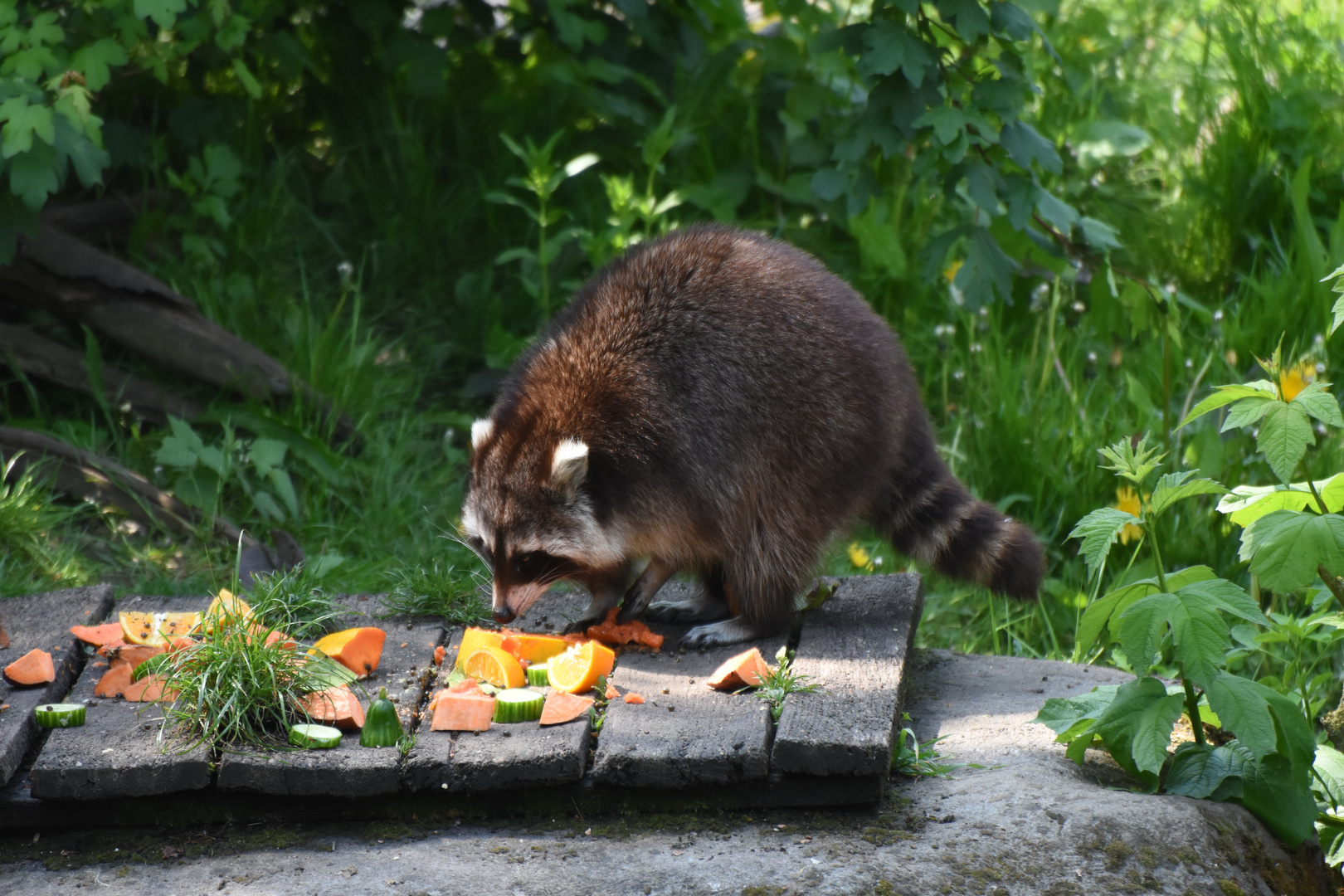 Waschbär und sein Nachtisch