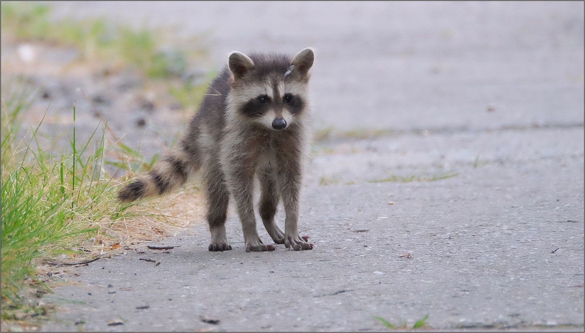 waschbär unterwegs...