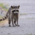 waschbär unterwegs...