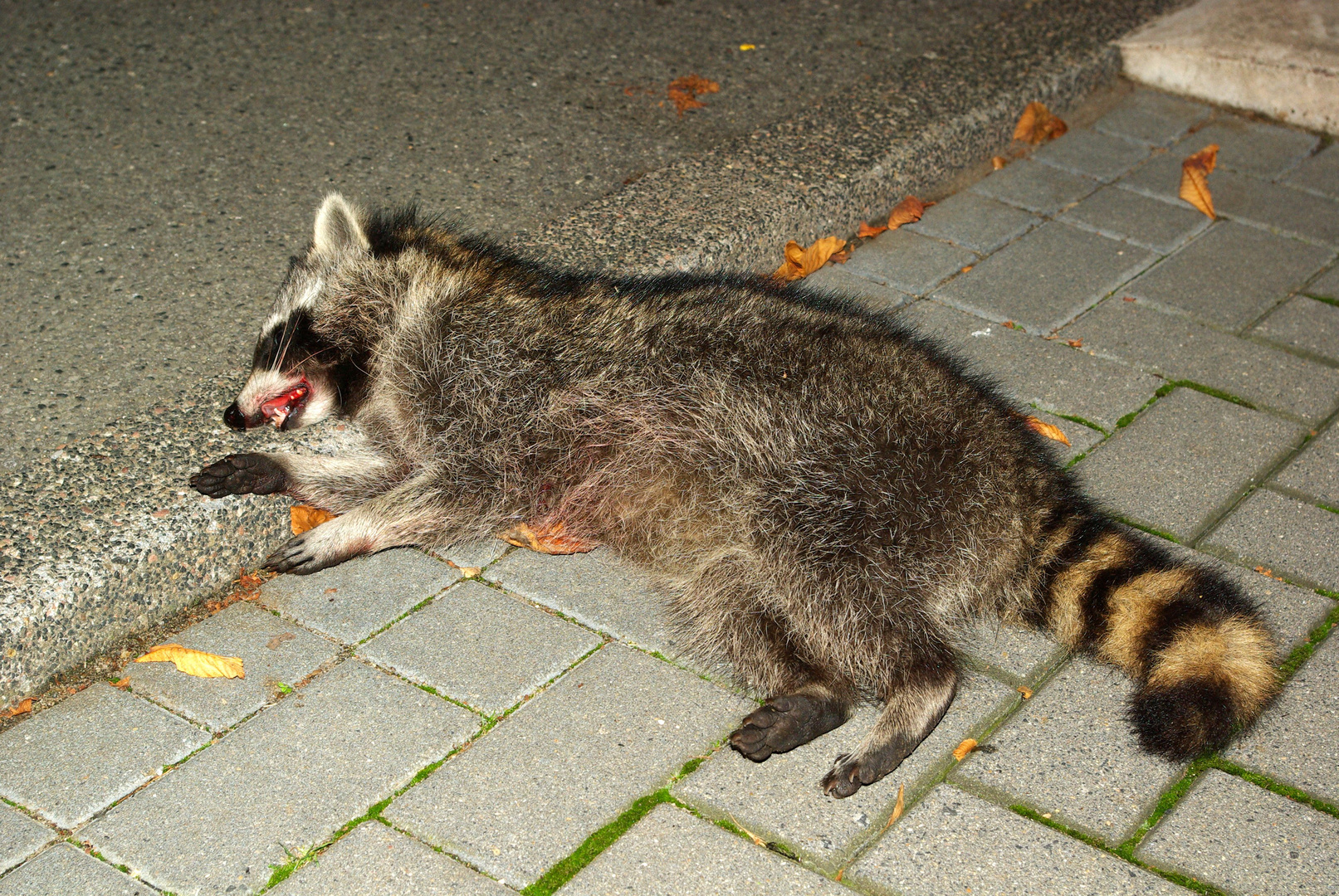 Waschbär Verkehrsunfallopfer