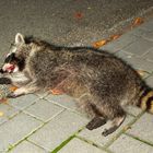 Waschbär Verkehrsunfallopfer