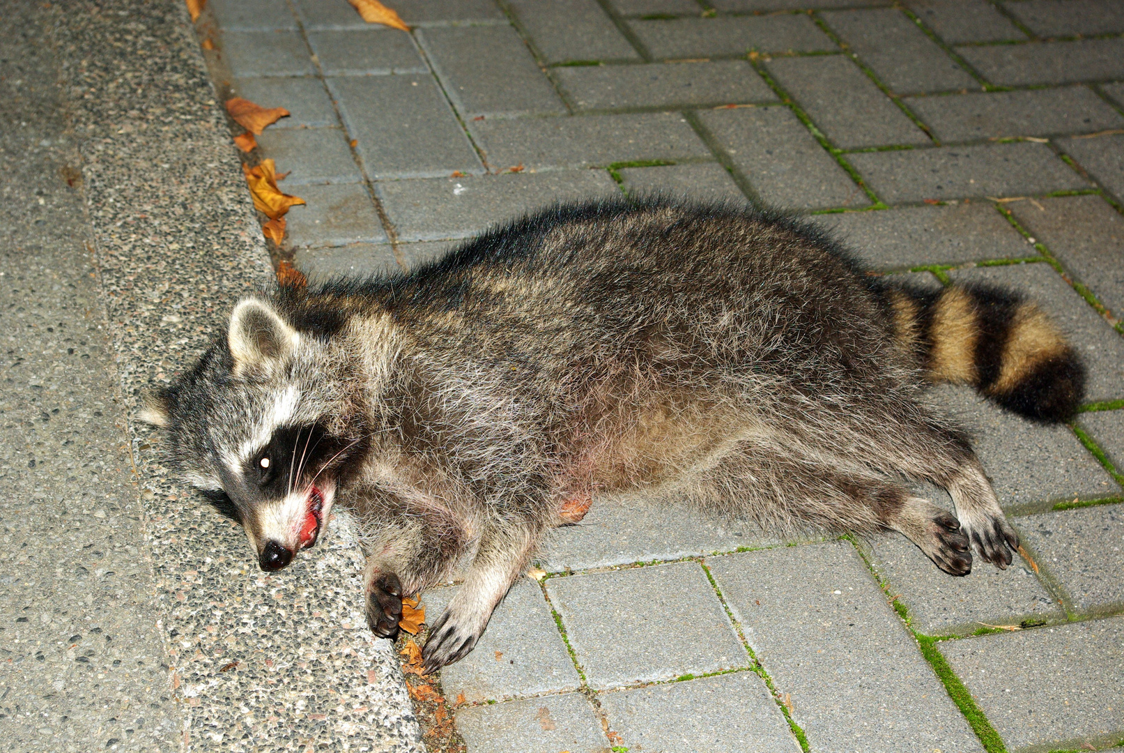 Waschbär Verkehrsunfallopfer1