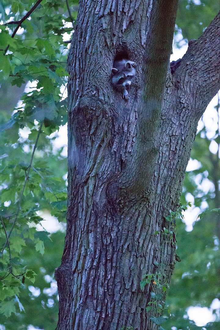 Waschbär verlässt spät abends sein Versteck